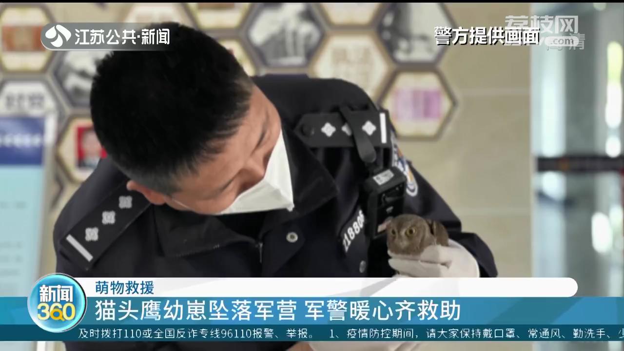 猫头鹰幼崽坠落军营 南京军警暖心齐救助
