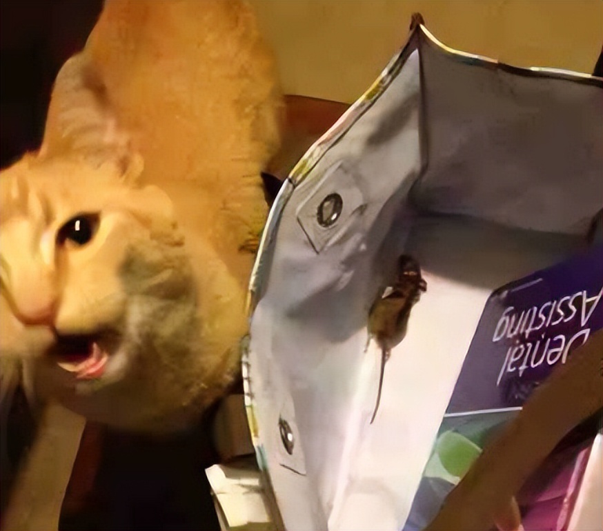 主人没饭吃，猫猫真的会抓鱼报恩吗？
