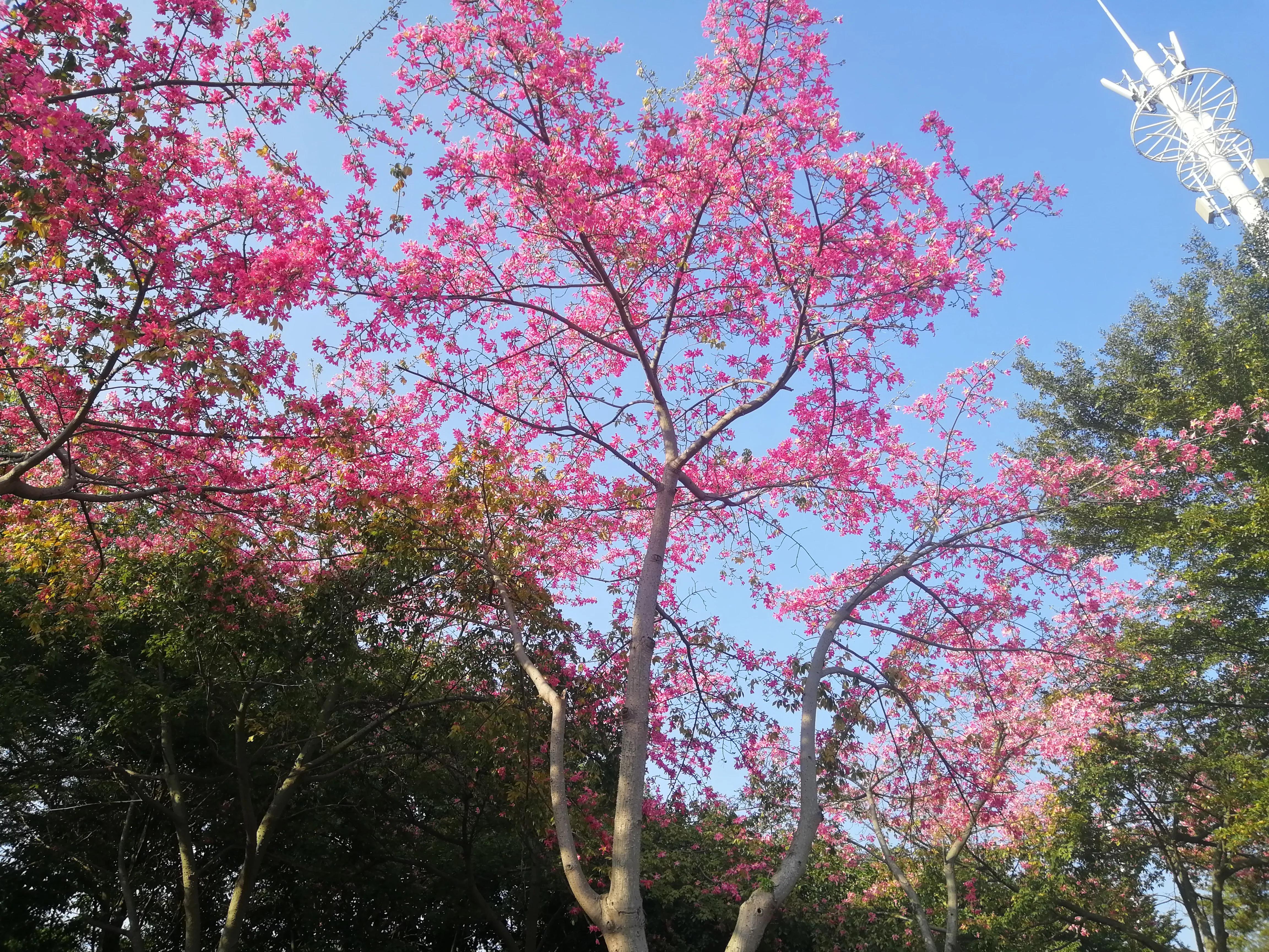 地铁4号线大学城一日游攻略，体验不一样的广州大学城风光（A篇）