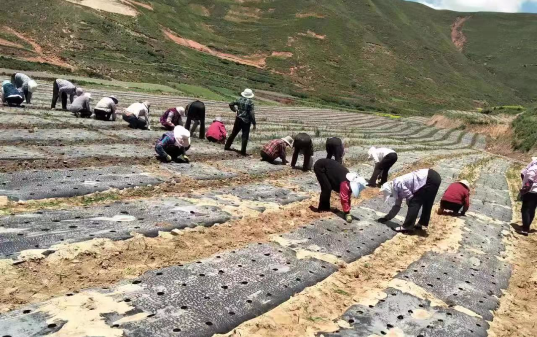 抓实“最大民生” 让群众不为生计“远走高飞” ——店子镇重点推进脱贫群众就近务工就业