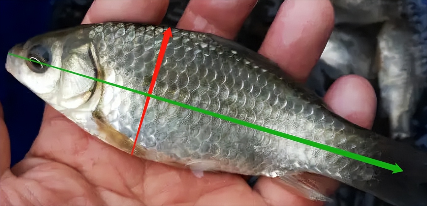 鲫鱼有几种,哪种最好吃,怎么做才不怕鱼刺?养鱼佬为你解密