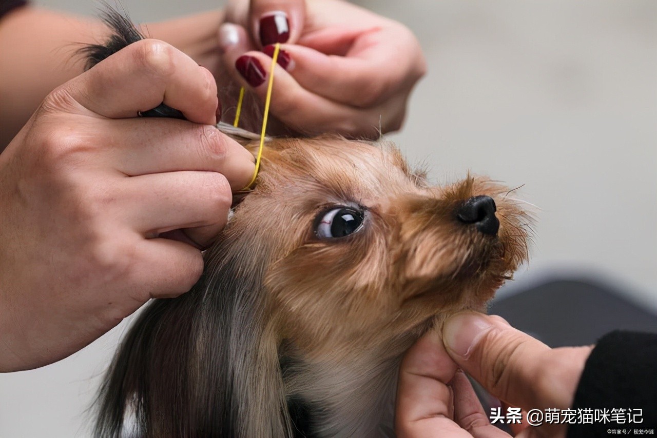 零经验开宠物店的流程，开宠物店年可以赚多少钱