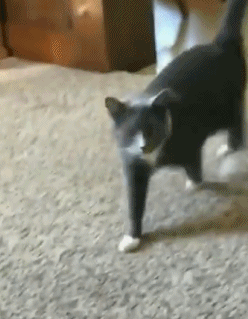 主人没饭吃，猫猫真的会抓鱼报恩吗？