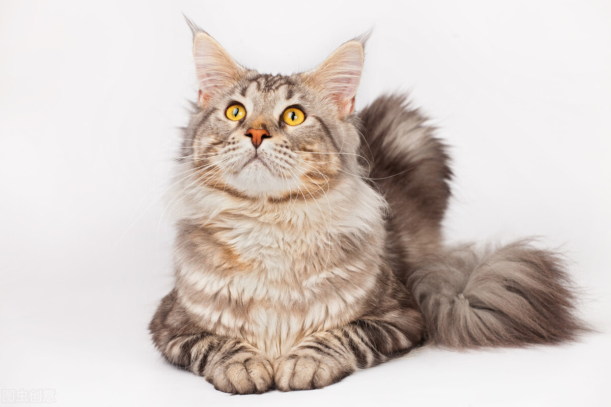 猫界颜值排行榜，究竟谁是猫界的天花板？