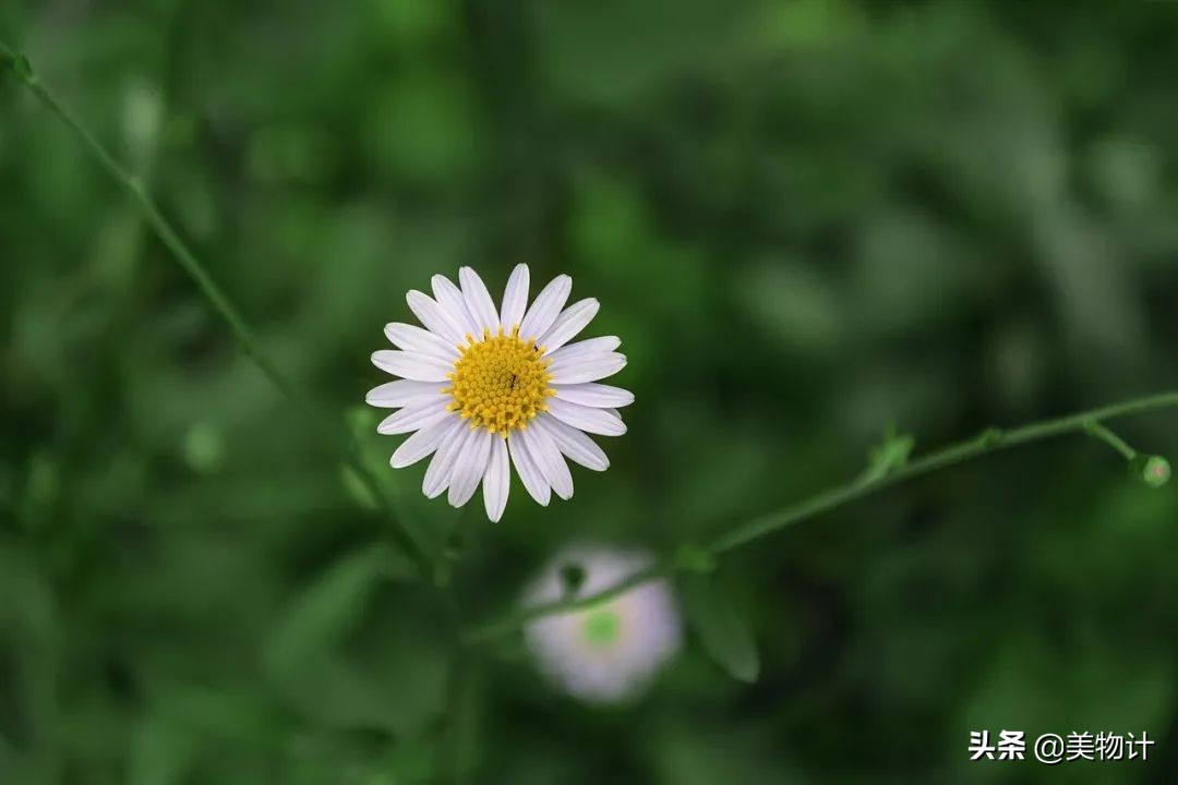 顾城 门前诗句（顾城最唯美的小诗大全字字治愈）