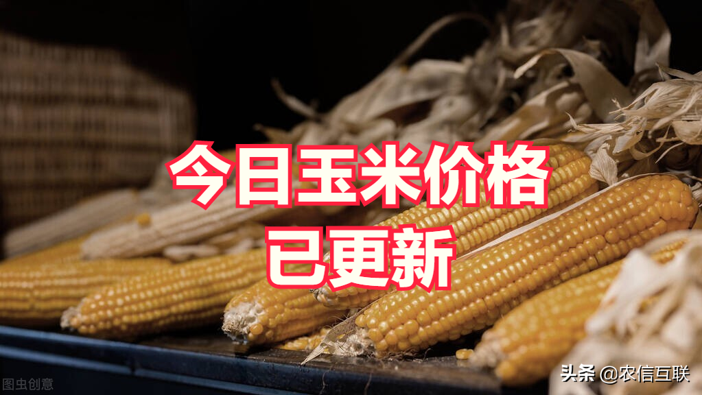 最新玉米价格行情丨东北售粮近9成，华北余3成！想跌也不容易