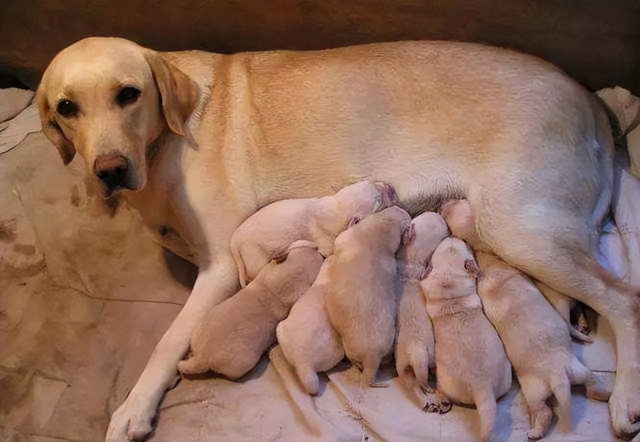 狗妈妈将幼崽叼给你,有这些含义