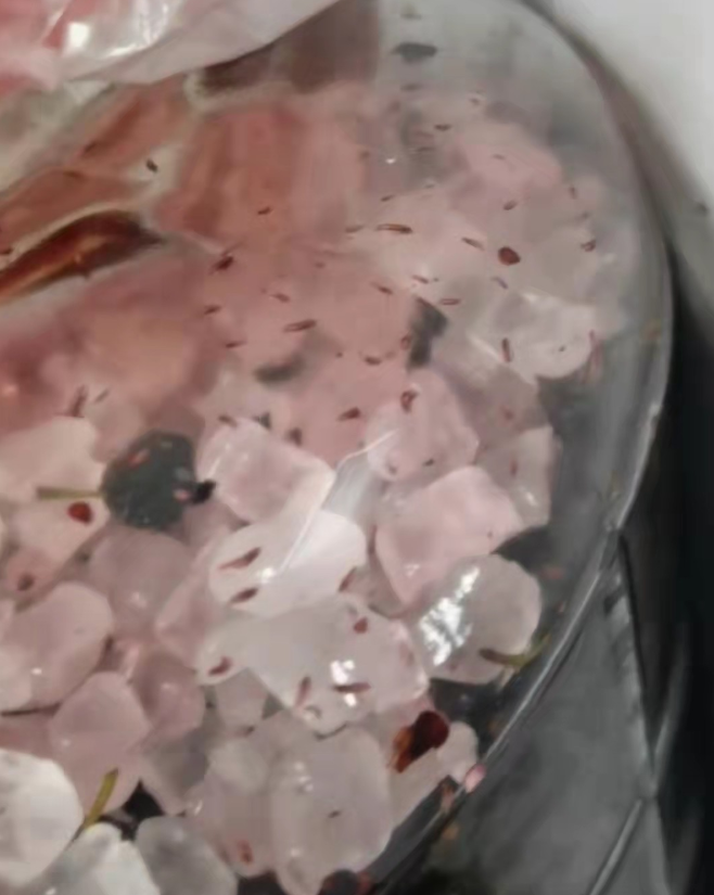 广西南宁一女子，想喝桑葚酒，就采了两大桶，回家后将桑葚泡好