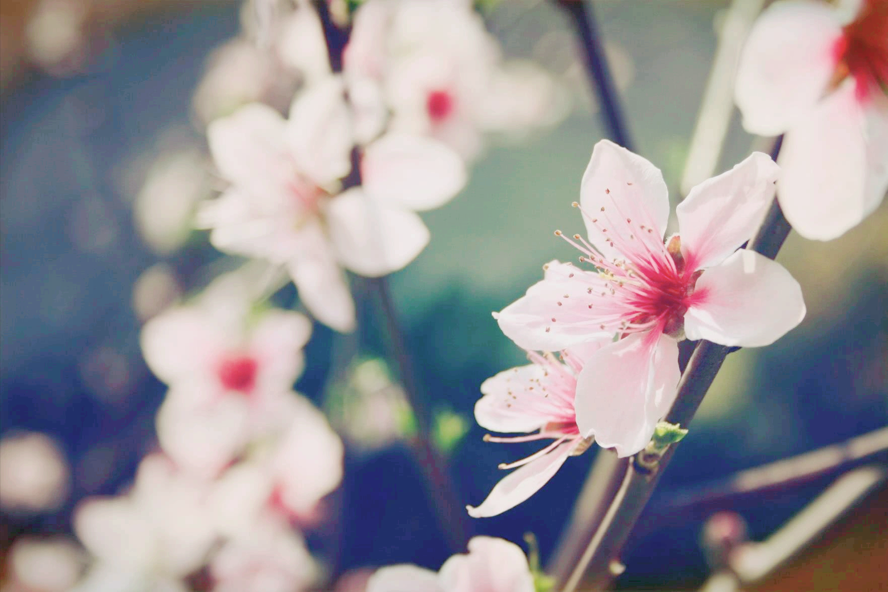 7首诗词：人世间，最美的相遇是重逢