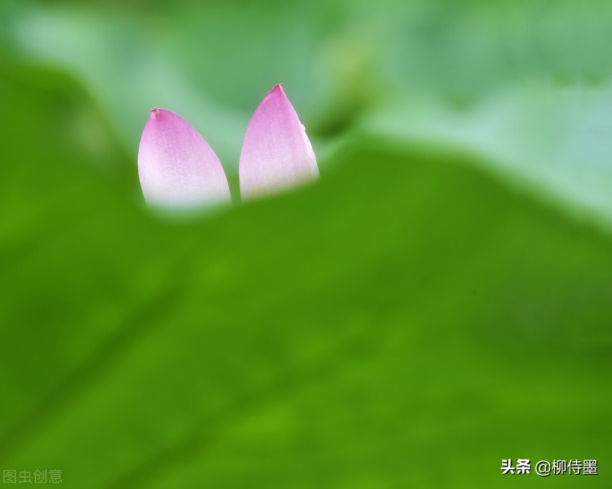 荷色生香，如何拍出意境美？ 攝影新手學點高級的，大片輕鬆拍