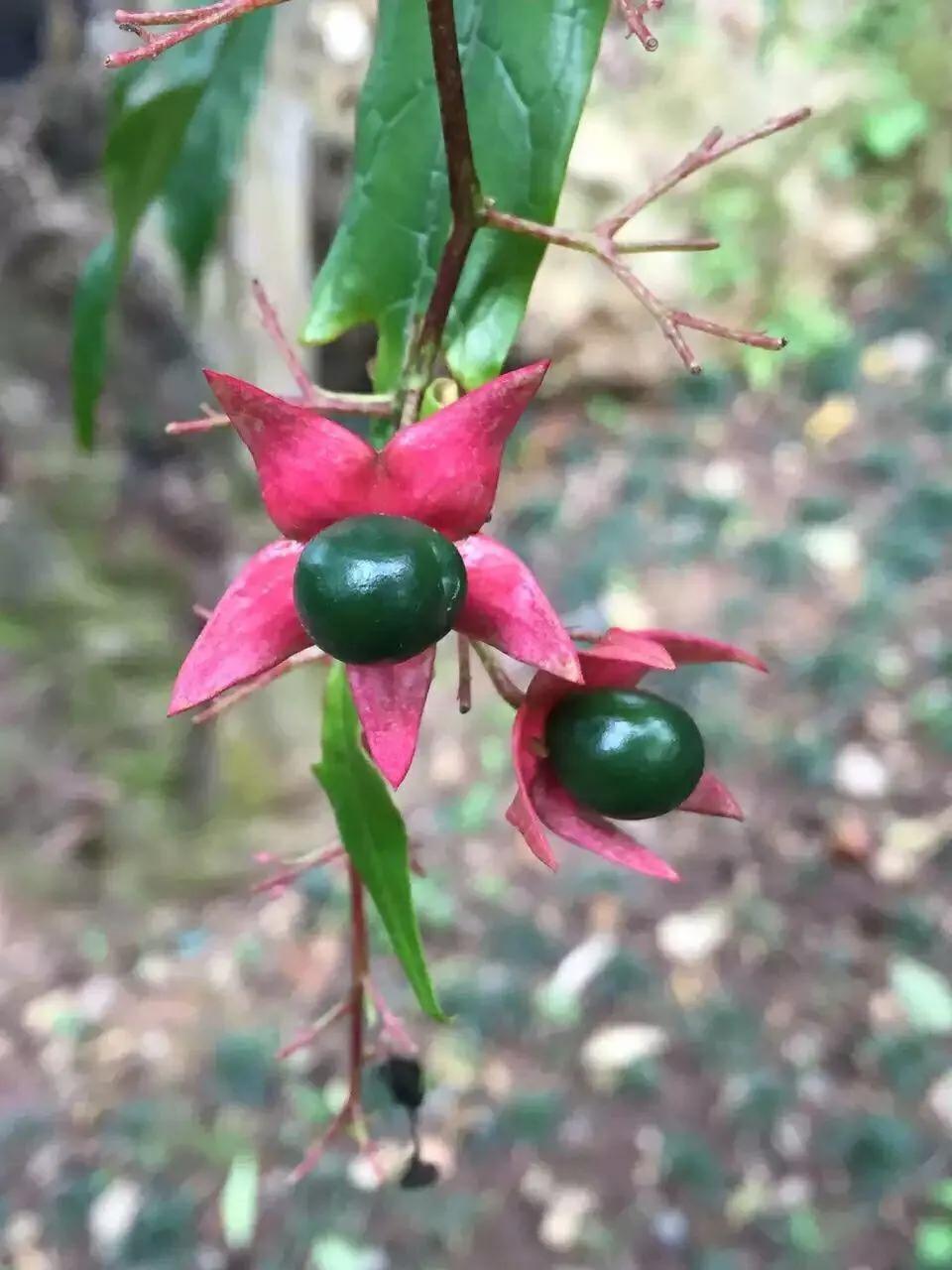 發關於茉莉花滿屋飄香的說說