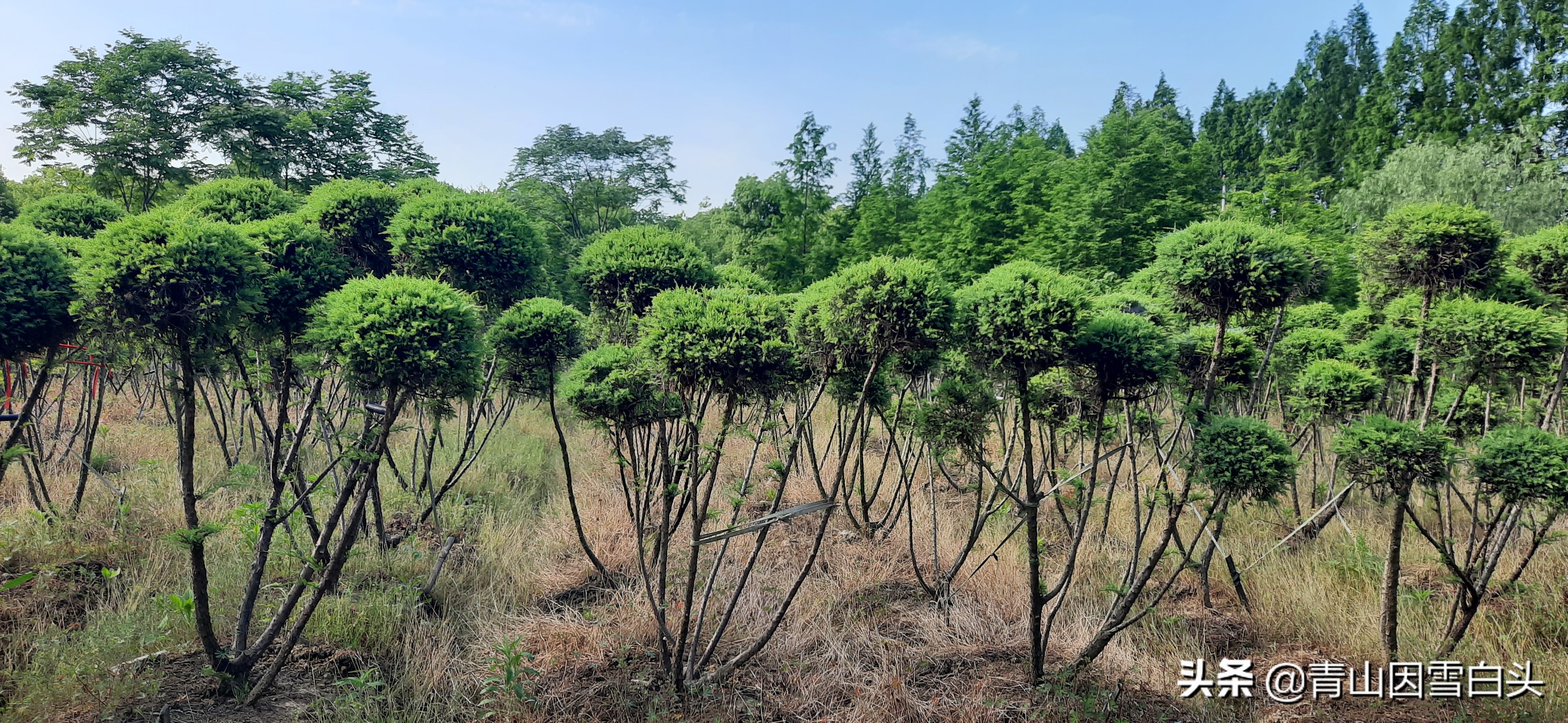 冬青树价格(国内最顶端的苗圃) - 价格百科
