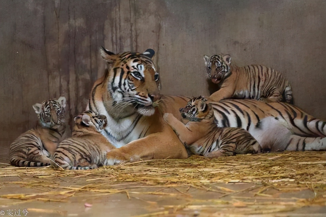 江苏一公园老虎瘦骨嶙峋小朋友直呼太可怜了这是怎么回事