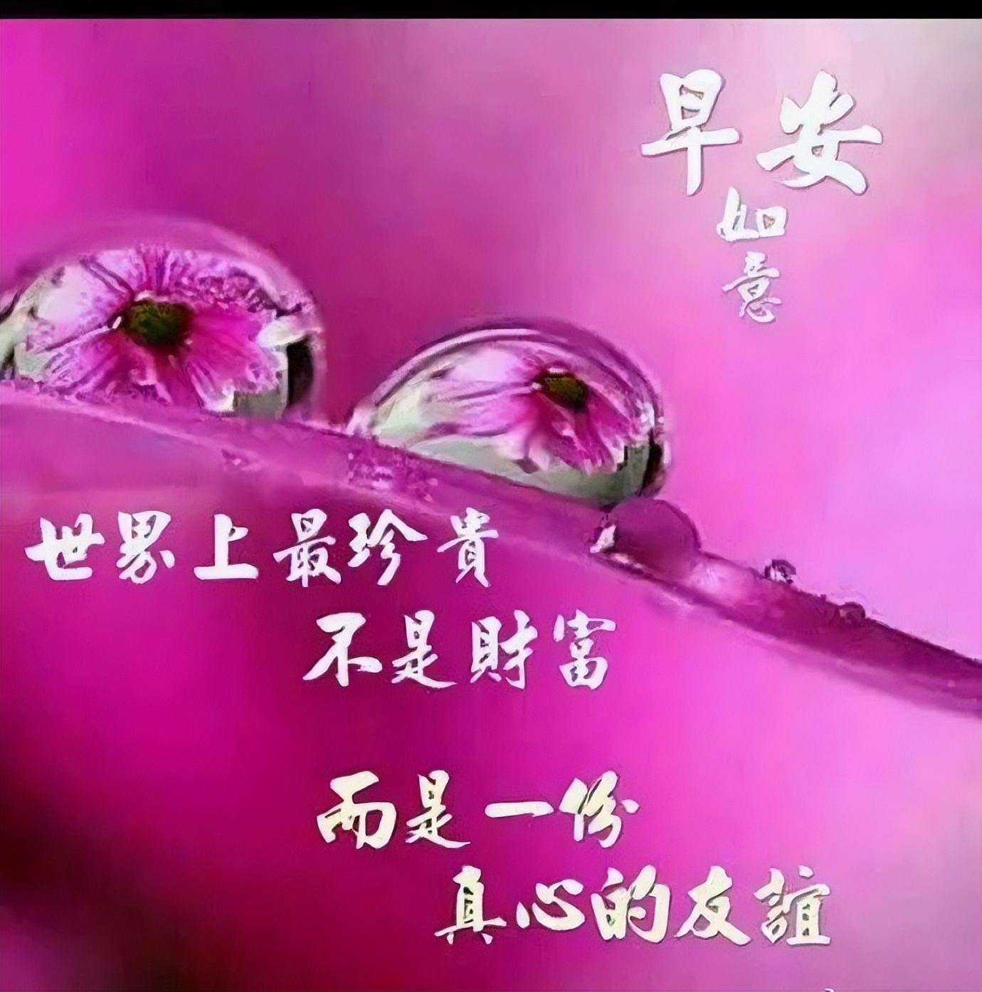 早上好的图片带字，最美早上好图片字鲜花，心之所愿、无所不成图片