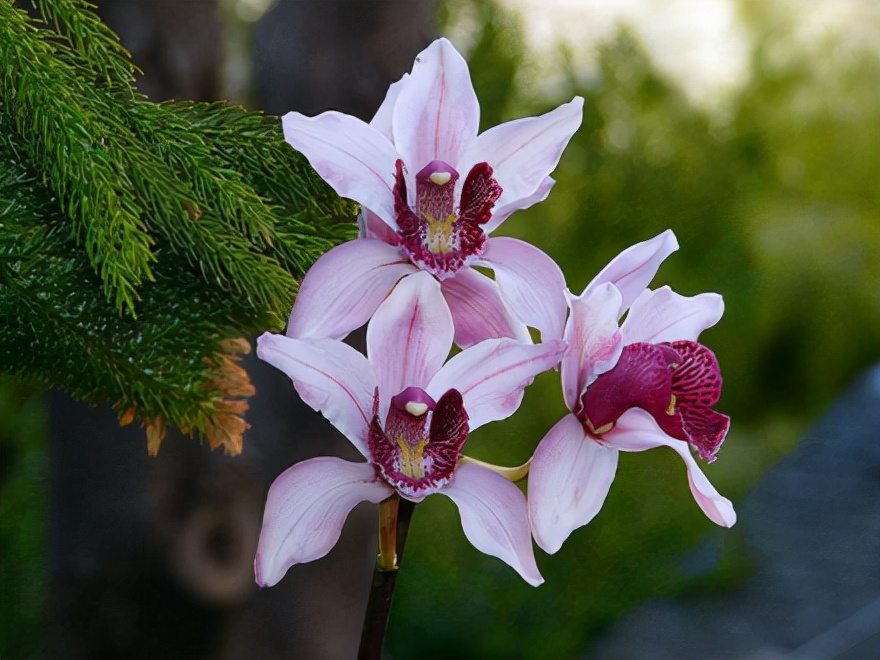 29个兰花品种，名称与图片都在这里了，你还傻傻分不清吗？