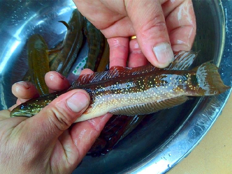 魚種類圖片大全和名字(農村河裡多到沒人吃的5種小魚) - 赤虎壹號