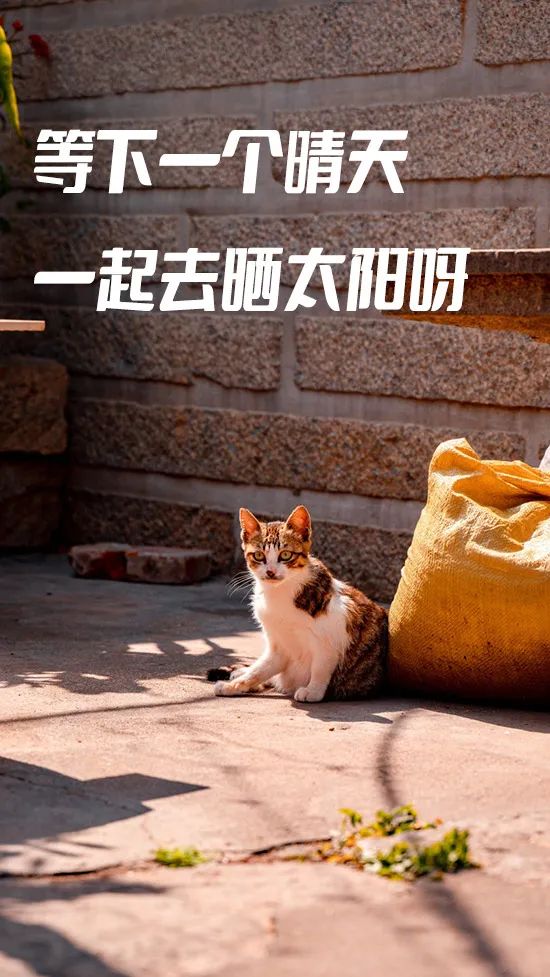 冬日里最幸福的事情,莫过于晒太阳.