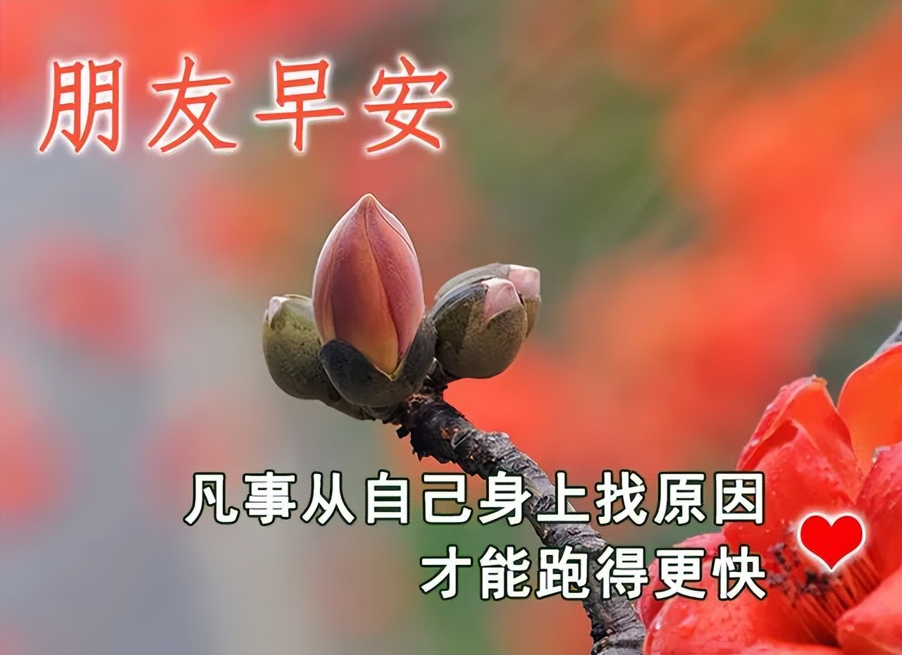 春天最新早上好图片带字大全 鲜花早上好问候语和关心话图片