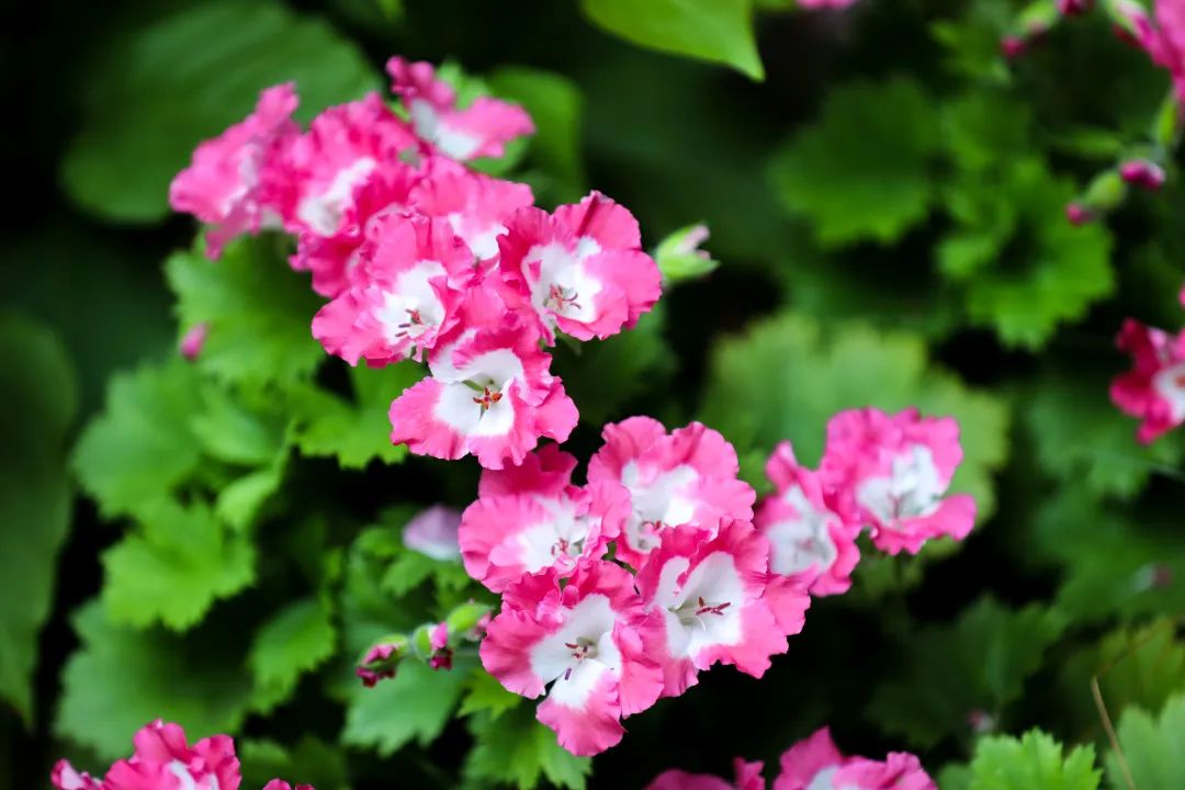 侯<a href=http://www.cngansu.cn/news/ target=_blank class=infotextkey></a>ܶӸ֧ӣ˭˵ԭ