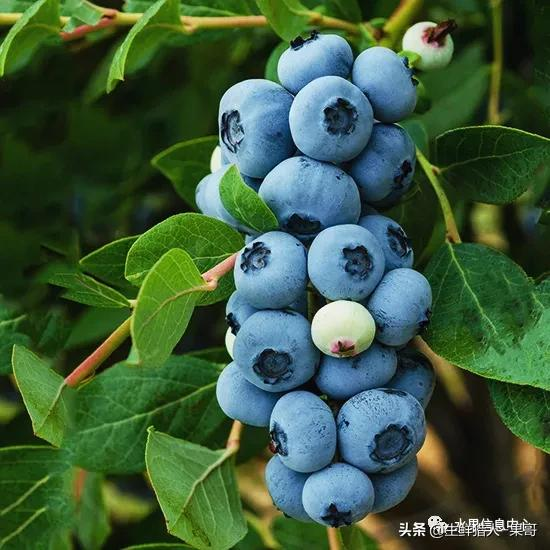 优瑞卡蓝莓苗品种介绍（科普关于蓝莓的小知识）