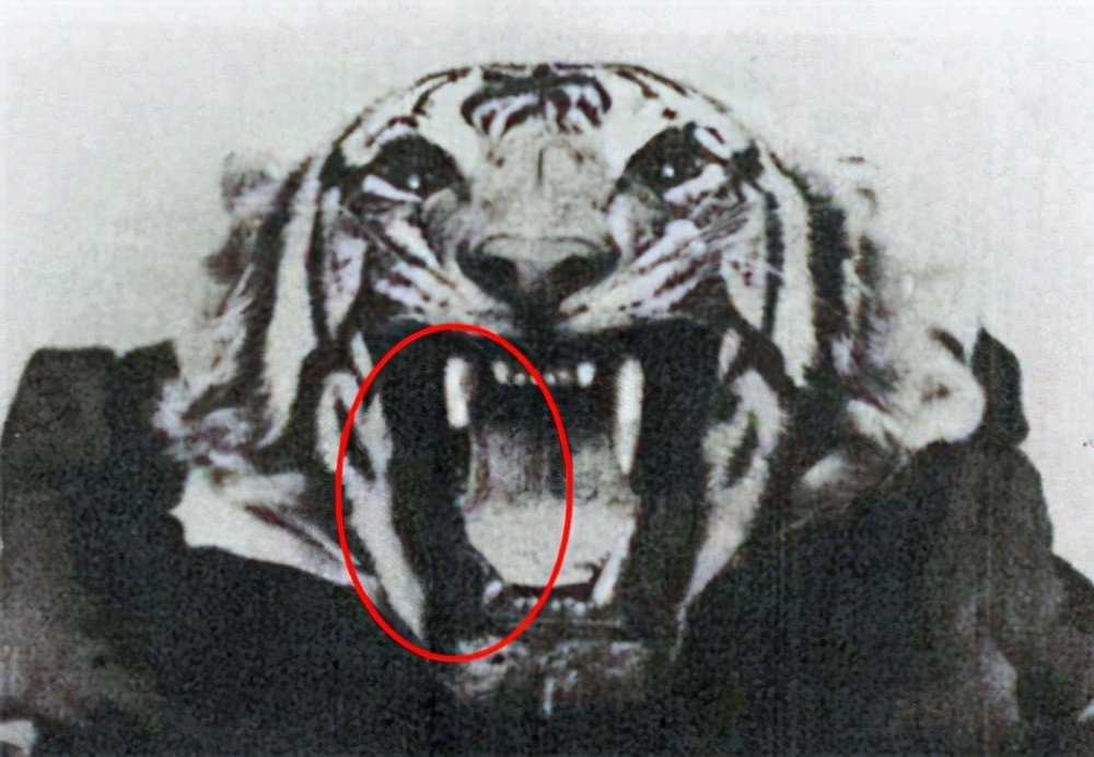 可怕的食人虎，200年吃37万人，正常的老虎为什么会变成食人虎？