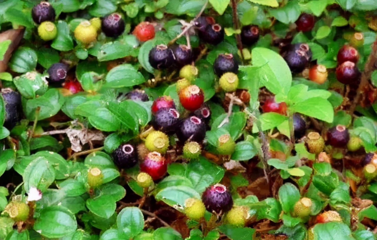 野果子图片与名称大全(小时候常见的) - 赤虎壹号