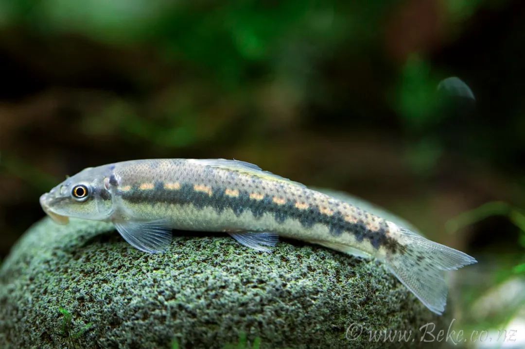 云南土著鱼类云南六大名鱼和10余种特色鱼类