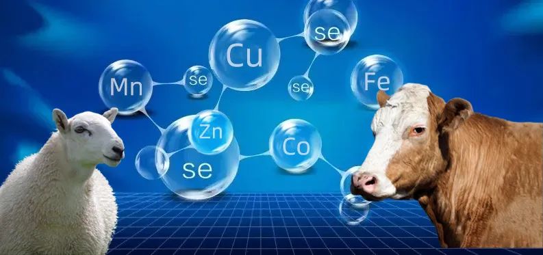 钙、磷、镁、硫、氯、钠、铜、铁、锌、锰、硒、碘、钴对牛羊影响