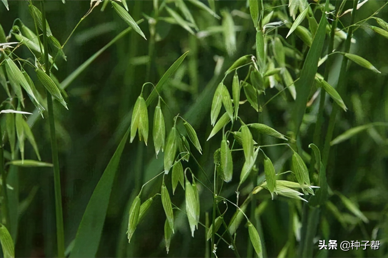 饲用燕麦经济价值如何？一年能割2茬，喂牛一天能增重一斤多