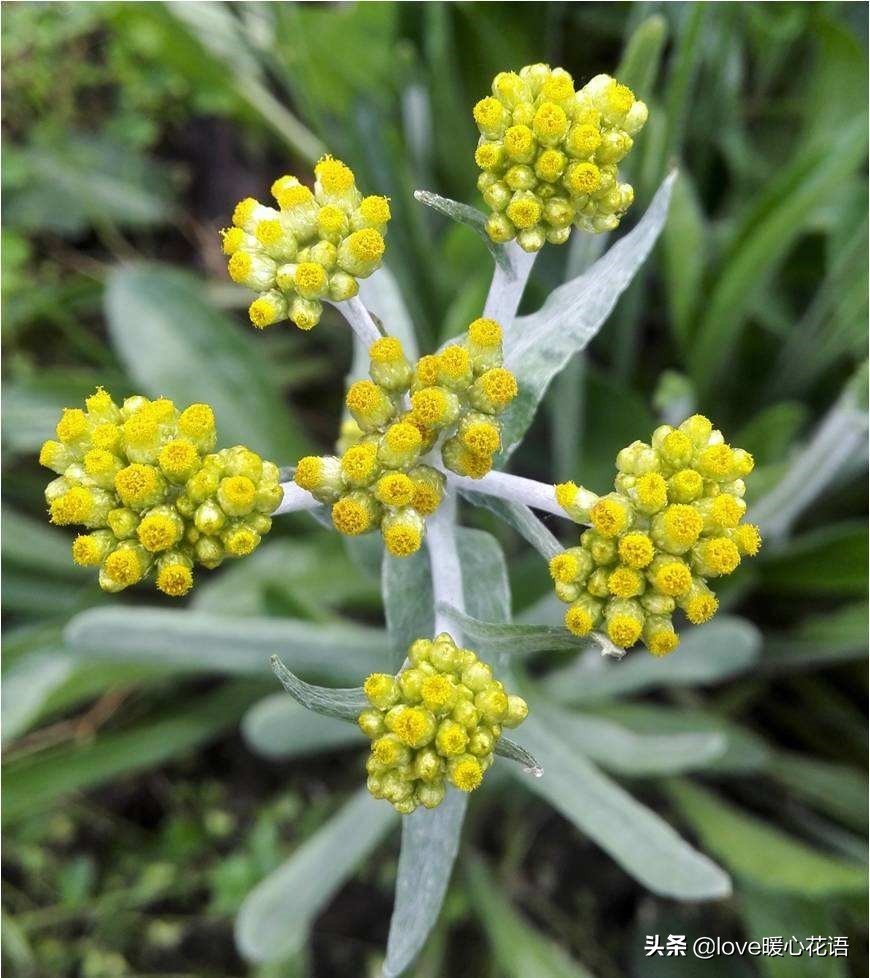 野芝麻图片(被我们遗忘的) - 赤虎壹号