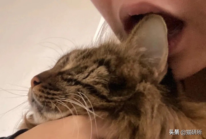 猫咪耳朵热热的，是生病了吗？
