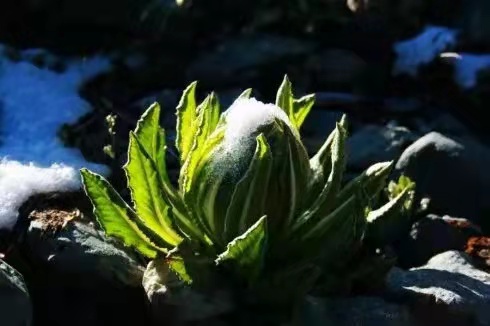 冰山雪蓮圖片(花朵美圖) - 赤虎壹號