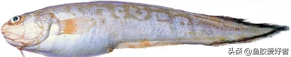 冰岛鳕鱼胶的功效与作用及食用方法(冰岛鳕鱼胶：美容养颜的食用新趋势)