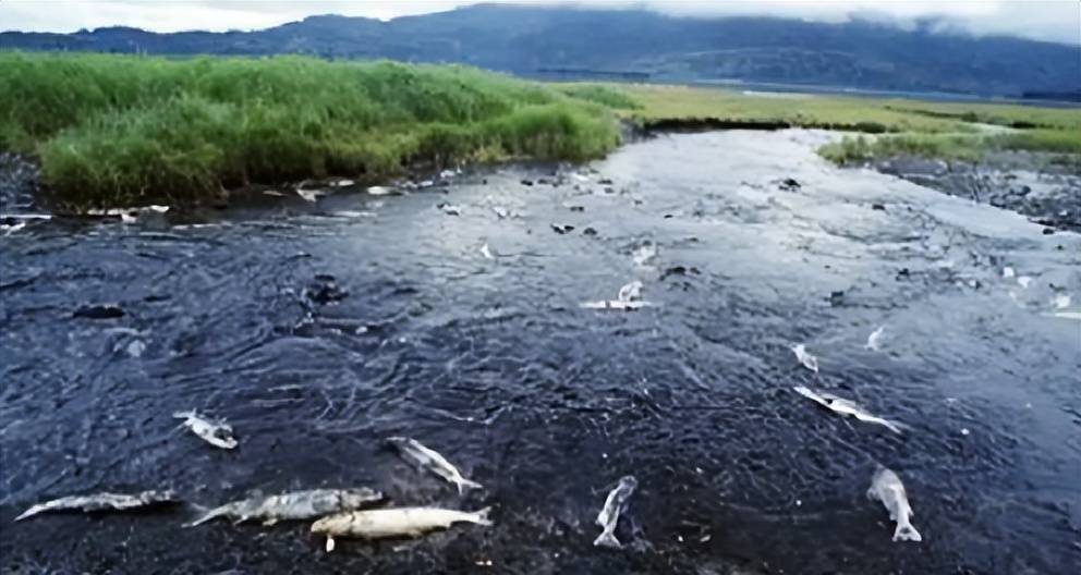 重大突破：全球第一组以中国企业名称命名的生物菌种诞生