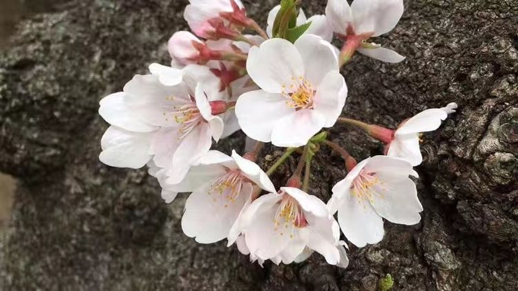 清明时节，写给远在天国的爸爸妈妈的一封信 作者：褚丽君