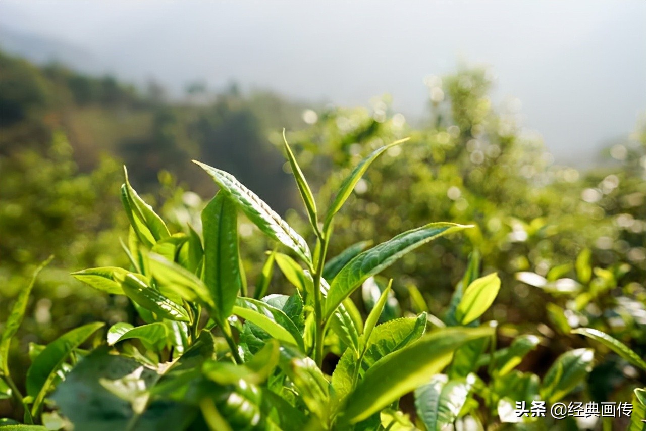 茶多酚的作用与功效（详解茶多酚的功能作用）