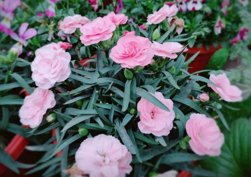 新手想养花，做好简单“3步”，养好一点都不难，关键在“方法”