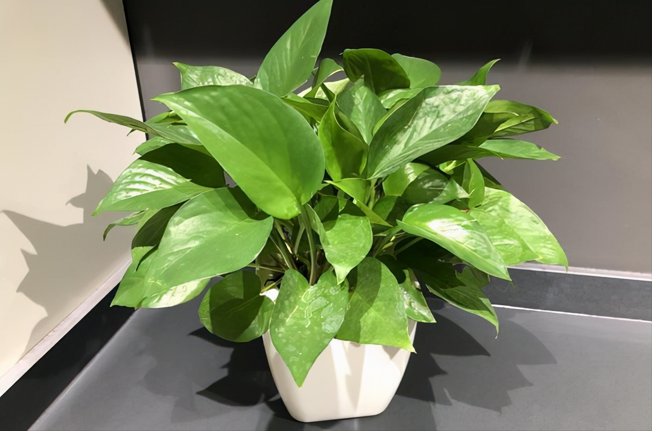 植物界10大网红绿植，好看又好养，你家也可以拥有