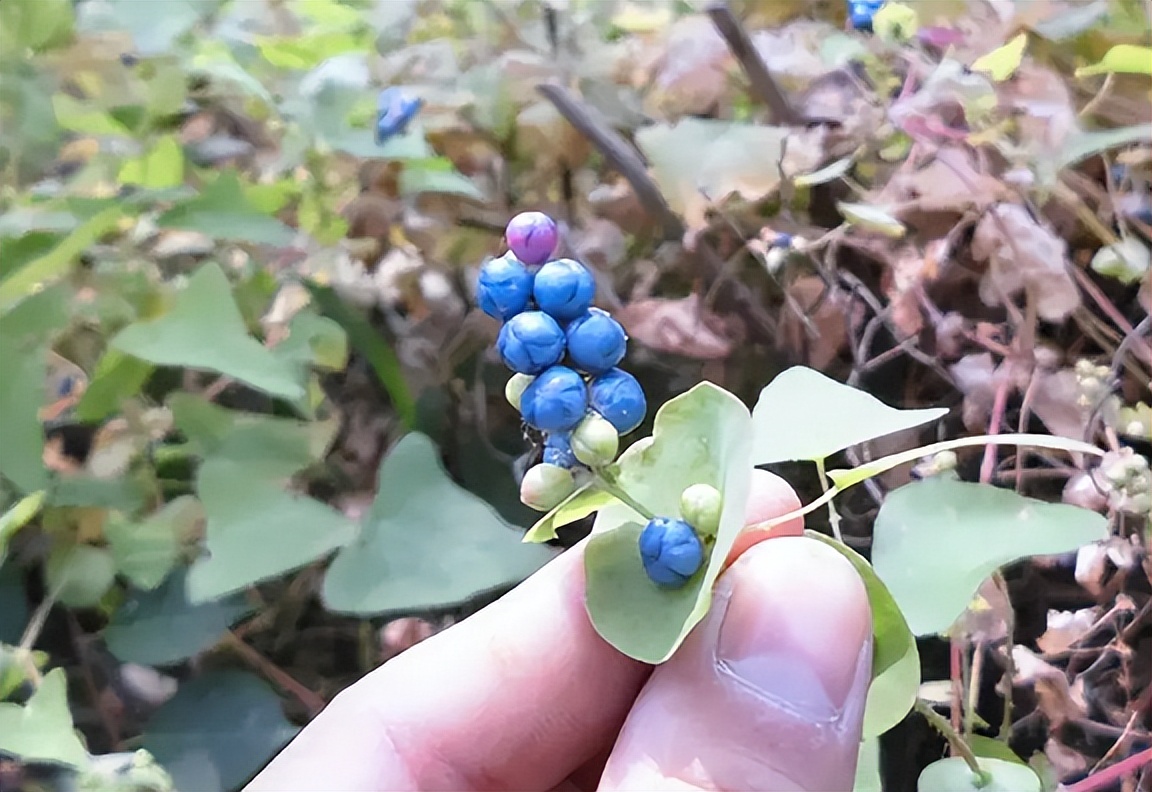 名字古怪的"杠板归",还有6种奇怪的用途,了解一下不吃亏