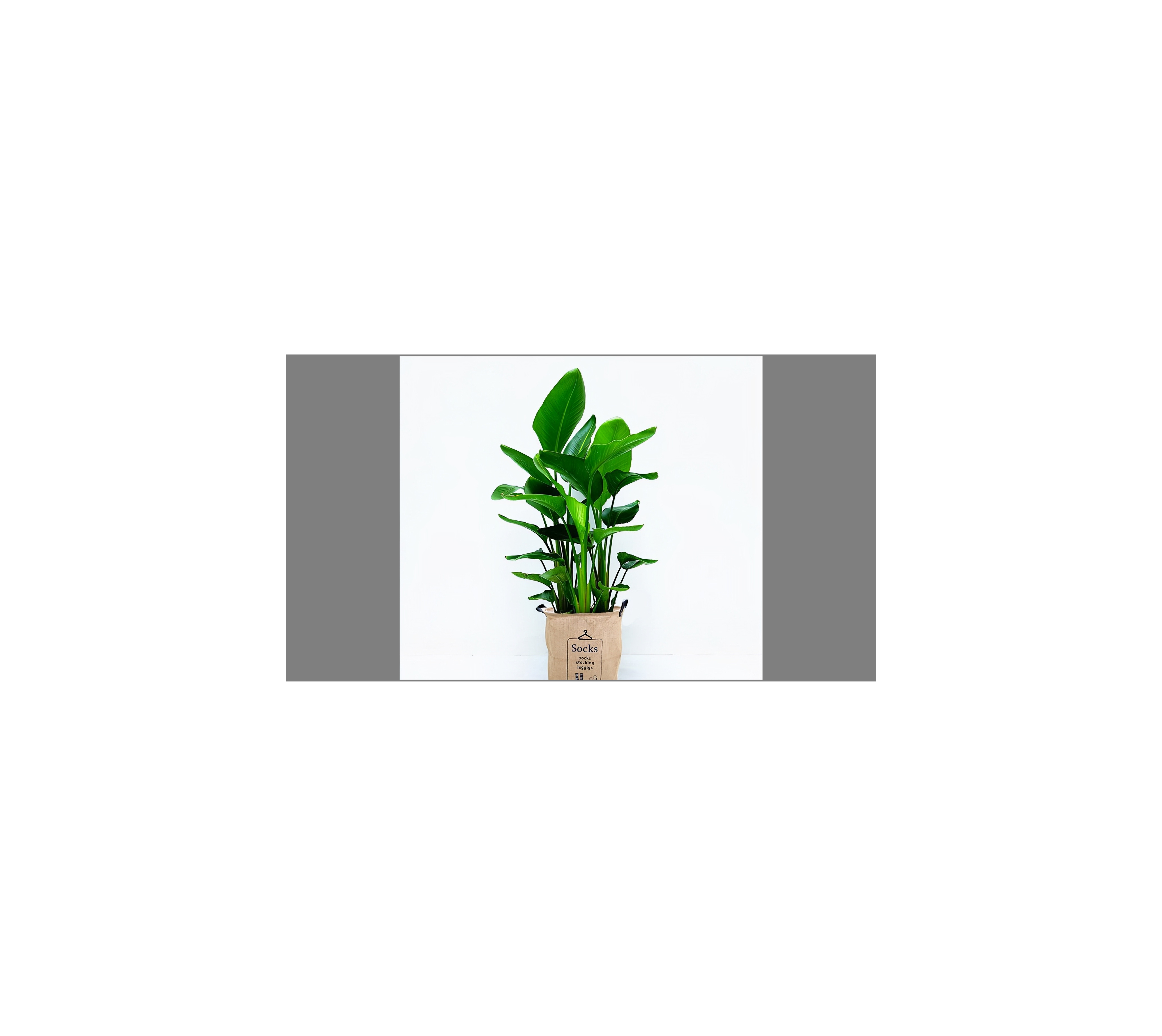 植物界10大网红绿植，好看又好养，你家也可以拥有