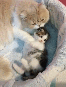 苏格兰折耳猫多少钱一只?