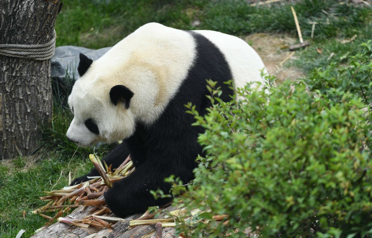 大熊猫成天吃素却长得圆滚滚，为什么牛吃草还长了一身腱子肉？