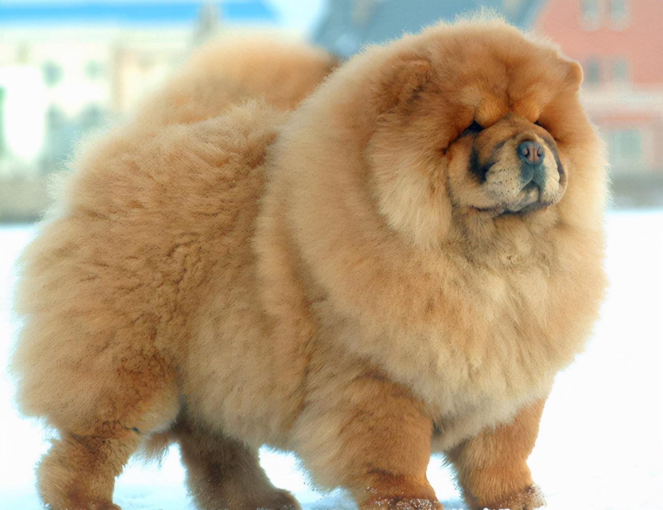 松狮好养吗(5招,教你把"松狮犬"养得干净,体味轻)