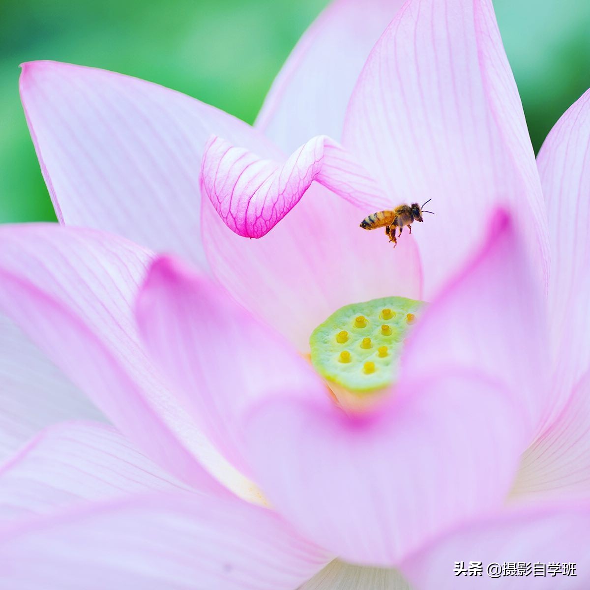 荷叶荷花的图片(两分钟教你8个超好看的荷花摄影技巧)