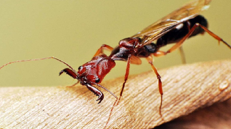 盘点自然界中十大最凶猛的蚂蚁-盘点自然界中十大最凶猛的蚂蚁是什么