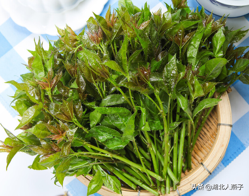 夏季摘野菜，送你61种野菜大图鉴，让你轻松认识各种野菜和吃法