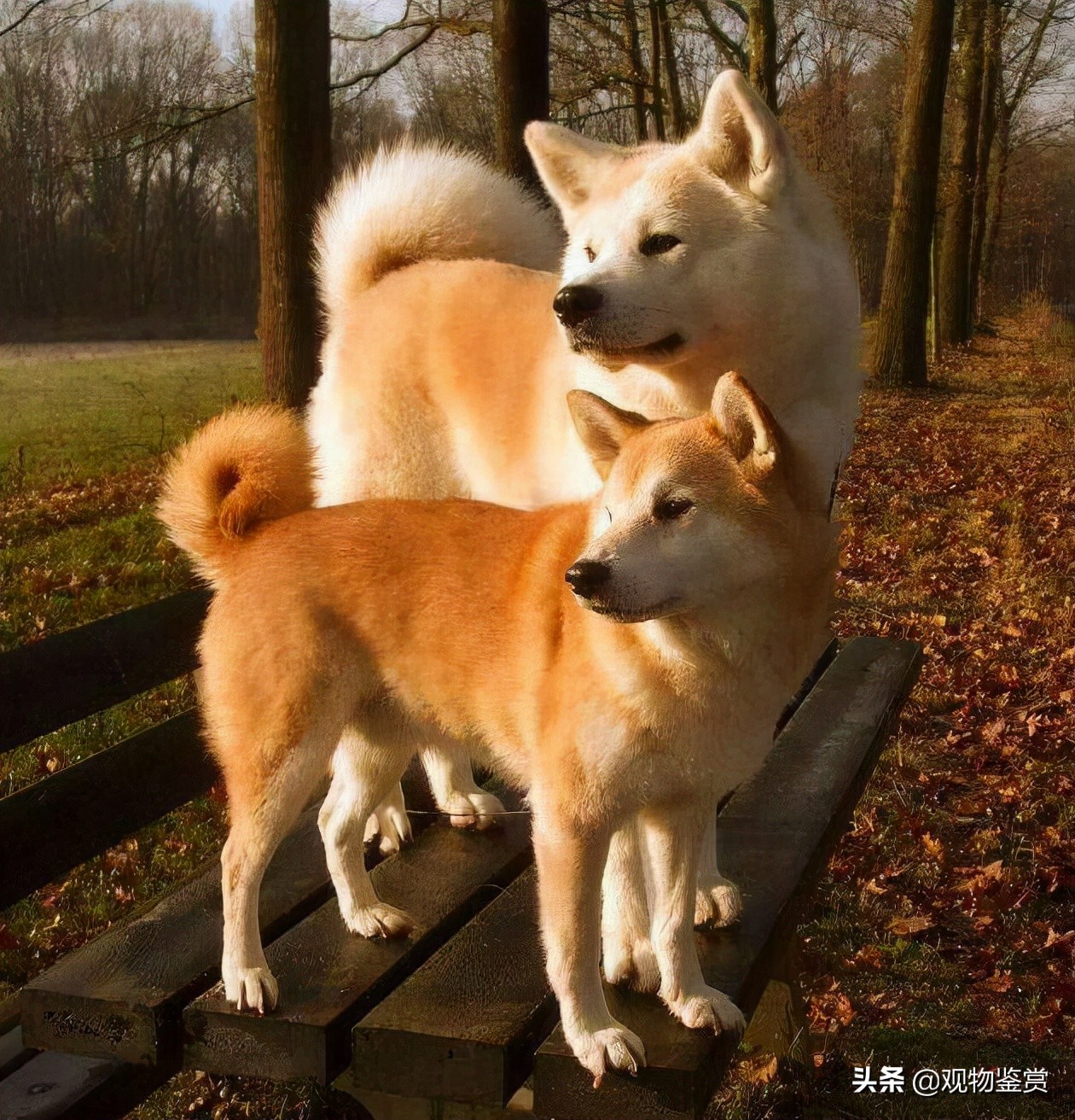 日本狗秋田犬和柴犬（秋田犬和柴犬的区别）