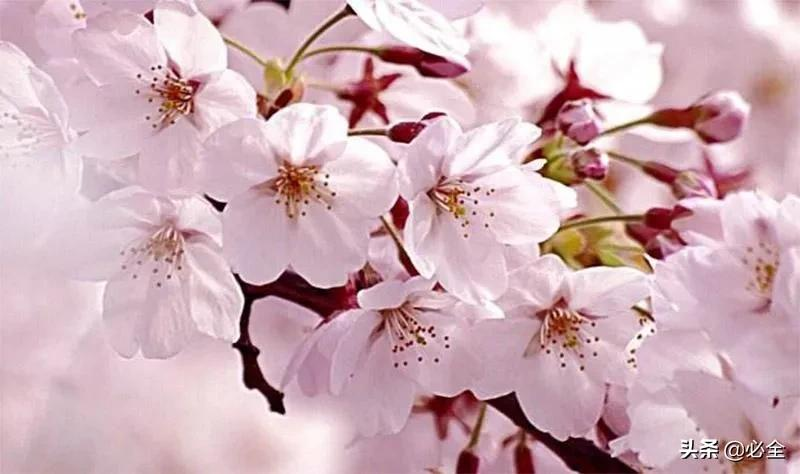 我国园林中常见的樱花品种主要有哪些？