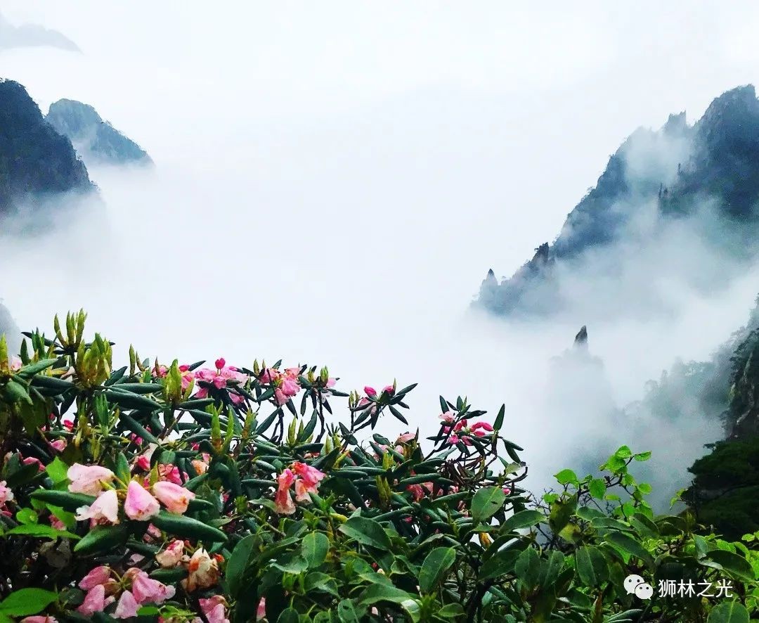 四季黄山 相约春天 | 何须名苑看春风 一路山花不负侬