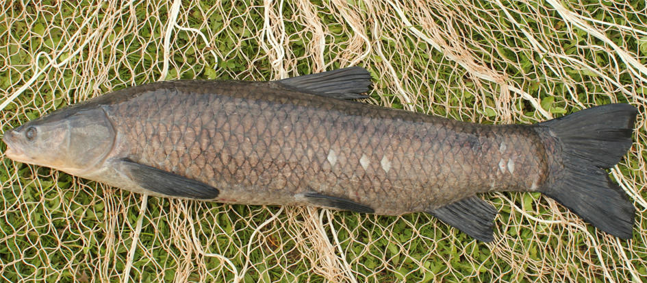 图鉴我国增殖放流允许的主要淡水鱼类广布种21种